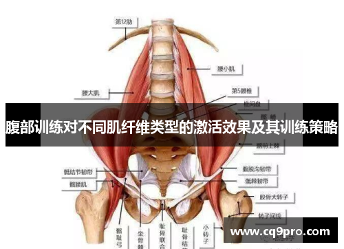 腹部训练对不同肌纤维类型的激活效果及其训练策略